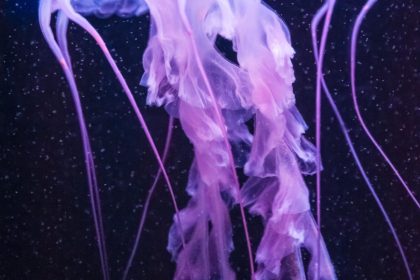 meduza naslovna