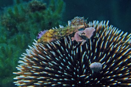 morski jež naslovna