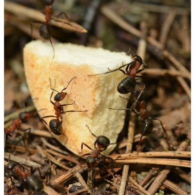 mravi naslovna