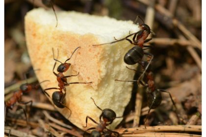 mravi naslovna