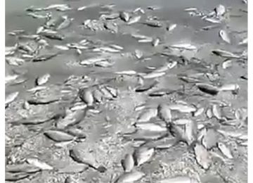 mrtva riba Kahovka