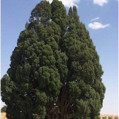 najveće drvo u aziji