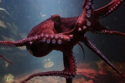 octopus-g6b161055a_1280