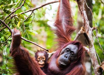 orangutan naslovna