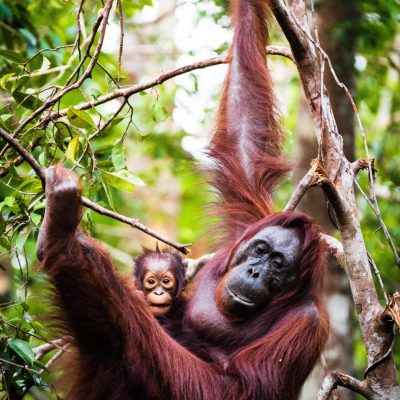 orangutan naslovna