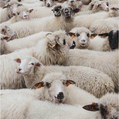 ovce naslovna