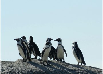 pingvini naslovna (1)
