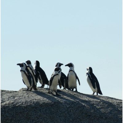 pingvini naslovna (1)