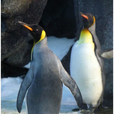 pingvini naslovna