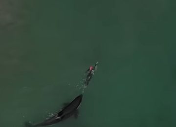 plivanje s orkama naslovna