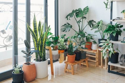 potted-green-indoor-plants-3076899