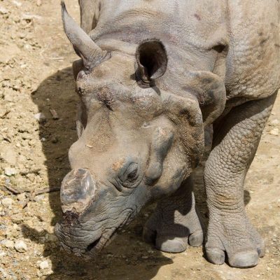 A rare Javan Rhinoceros, Beauval Zoo,Image: 76284362, License: Royalty-free, Restrictions: , Model Release: no