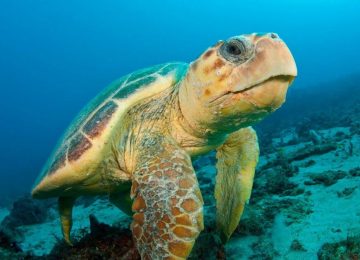 Endangered Loggerhead Sea Turtle (Caretta caretta) underwater  in Palm Beach County, FL. Florida is home to half of the world's population, and Palm Beach County is a major nesting location.,Image: 98687716, License: Rights-managed, Restrictions: , Model Release: no