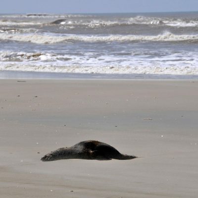 Sea lion carcass, Otaria flavescens, on beach at Wetland conservation area, Parque Nacional da Lagoa do Peixe, Mostardas, Rio Grande do Sul, Brazil,Image: 141043303, License: Rights-managed, Restrictions: , Model Release: no