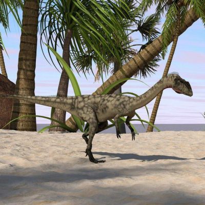coelophysis dinosaurus run,Image: 147637532, License: Royalty-free, Restrictions: , Model Release: no