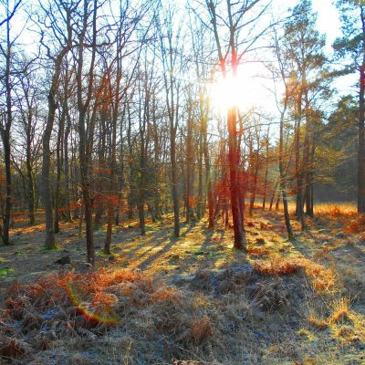 Sunny winter day in the New Forest