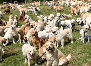 Golden Retriever dogs which gathered at Guisachan Estate in the Highlands of Scotland where the dogs were first bread in 1868. It was a record number of Golden Retrievers gathered in one place at the same time as there were 361 dogs attending
150th Anniversary of the Golden Retriever, Guisachan Estate, Scotland, UK - 19 Jul 2018,Image: 378546946, License: Rights-managed, Restrictions: , Model Release: no