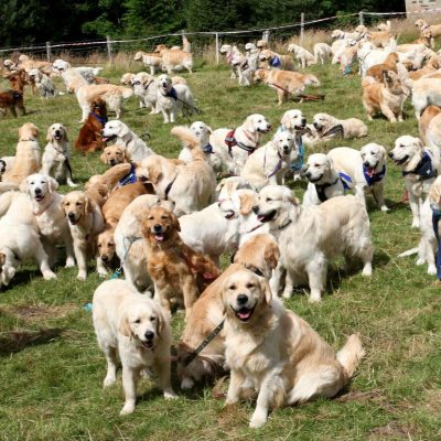 Golden Retriever dogs which gathered at Guisachan Estate in the Highlands of Scotland where the dogs were first bread in 1868. It was a record number of Golden Retrievers gathered in one place at the same time as there were 361 dogs attending
150th Anniversary of the Golden Retriever, Guisachan Estate, Scotland, UK - 19 Jul 2018,Image: 378546946, License: Rights-managed, Restrictions: , Model Release: no