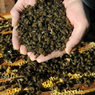 Germany - 2016.Dead bees..Plague is ravaging the world's bee population. The causes are still mysterious but for sure agrochemicals pesticides (plant protection chemicals, seed dressers, public health household insecticides etc.) and Varroa mites play a big role.,Image: 478889448, License: Rights-managed, Restrictions: * France, Germany and Italy Rights Out *, Model Release: no