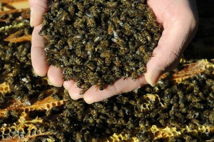 Germany - 2016.Dead bees..Plague is ravaging the world's bee population. The causes are still mysterious but for sure agrochemicals pesticides (plant protection chemicals, seed dressers, public health household insecticides etc.) and Varroa mites play a big role.,Image: 478889448, License: Rights-managed, Restrictions: * France, Germany and Italy Rights Out *, Model Release: no