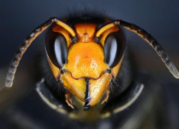 Close macro view of an  Asian hornet head. Vespa velutina, also known as the yellow-legged hornet or Asian predatory wasp, is a species of hornet indigenous to Southeast Asia. It is of concern as an invasive species in some other countries,Image: 607619088, License: Royalty-free, Restrictions: , Model Release: no