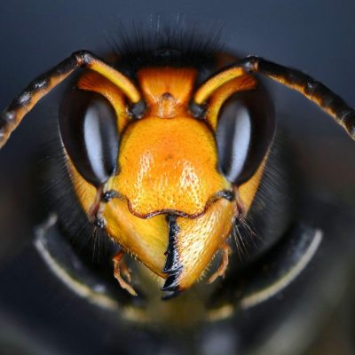 Close macro view of an  Asian hornet head. Vespa velutina, also known as the yellow-legged hornet or Asian predatory wasp, is a species of hornet indigenous to Southeast Asia. It is of concern as an invasive species in some other countries,Image: 607619088, License: Royalty-free, Restrictions: , Model Release: no