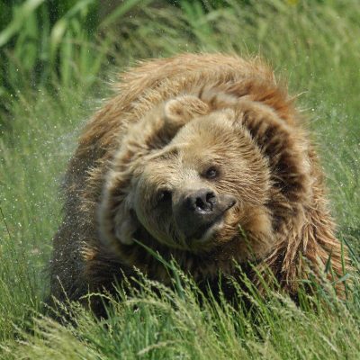 Brown Bear Shaking Water Out of Fur,Image: 761757137, License: Royalty-free, Restrictions: , Model Release: no