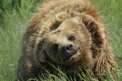 Brown Bear Shaking Water Out of Fur,Image: 761757137, License: Royalty-free, Restrictions: , Model Release: no