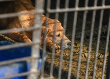 A dog lies down in a cage at a dog meat farm in Asan, South Korea, on Tuesday, March 7, 2023. The farm is closing as the dog meat trade continues to decline amid changing social attitudes and health concerns. Photo by Thomas Maresca/,Image: 761835299, License: Rights-managed, Restrictions: , Model Release: no