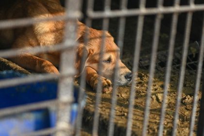 A dog lies down in a cage at a dog meat farm in Asan, South Korea, on Tuesday, March 7, 2023. The farm is closing as the dog meat trade continues to decline amid changing social attitudes and health concerns. Photo by Thomas Maresca/,Image: 761835299, License: Rights-managed, Restrictions: , Model Release: no