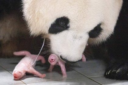 SEOUL, July 11, 2023  -- Giant panda Ai Bao and its cubs are pictured at Everland Resort in Yongin, South Korea, July 7, 2023. Ai Bao, a giant panda leased by China to South Korea seven years ago, gave birth to twin cubs on July 7.,Image: 788480827, License: Rights-managed, Restrictions: , Model Release: no