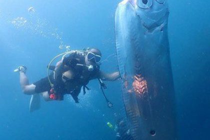 One diver reached out to caress the oarfish, which flinched at his touch.

The illusive marine animal, said to be a harbinger of earthquakes, measured at least 8ft long and had bulging round eyes.  PACKAGE: Video, video stills, pictures, text,Image: 789900649, License: Rights-managed, Restrictions: FBMD0f000759010000982700004e550000775b00003c64000011830000dcb2000094b70000, Model Release: no