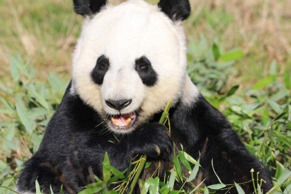 The Royal Zoological Society of Scotland (RZSS) has announced that giant pandas Yang Guang and Tian Tian will return to China in early December 2023., After almost twelve years at Edinburgh Zoo, the wildlife conservation charity said the giant pandas have had an “incredible impact” by connecting millions of people with nature., Yang Guang and Tian Tian arrived in Scotland in December 2011 as part of a ten-year agreement between RZSS and the China Wildlife Conservation Association, which was later extended by two years. The date of their departure is being finalised., Alison Maclean, carnivore team leader at Edinburgh Zoo said, “We are making arrangements with our partners in China for Yang Guang and Tian Tian to return in early December, possibly during the first week., “Visitors to the zoo can expect to see them indoors and outside until the end of November, after which viewing will be outdoors only until they leave., “Having cared for Yang Guang and Tian Tian since they arrived in 2011, I will be travelling back to China with them, to help them settle into their new homes., David Field, RZSS chief executive, said, “With more than a million species at risk of extinction and our natural world in crisis, Yang Guang and Tian have had an incredible impact by inspiring millions of people to care about nature., “Through scientific research alongside the University of Edinburgh, we have also made a significant contribution to our understanding of giant pandas, which will be of real benefit to efforts to protect this amazing species in China., “It is encouraging that in recent years the outlook for giant pandas in the wild has improved, which gives real hope for the future.”, The giant panda habitat at Edinburgh Zoo will become home to a new species RZSS can support in the wild, which will be announced next year., “Our vision is of a world where nature is protected, valued and loved, which is why we have made an important pledge to reverse the decline of at least 50 species by 2030,” said Field., “We have reached significant milestones recently with the release of wildcats, pine hoverflies and dark bordered beauty moths in the Scottish Highlands., “With a fantastic home at Edinburgh Zoo, combined with our international expertise in conservation science and research, we have an opportunity to help protect a new species through public engagement here in Scotland and in the wild by working with global partners.”, , CAPTION: The Royal Zoological Society of Scotland (RZSS) has announced that giant pandas Yang Guang and Tian Tian will return to China in early December 2023.
05 Sep 2023,Image: 803022189, License: Rights-managed, Restrictions: World Rights, Model Release: no, Pictured: The Royal Zoological Society of Scotland (RZSS) has announced that giant pandas Yang Guang and Tian Tian will return to China in early December 2023