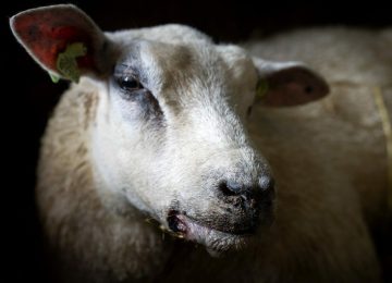 NEDERHORST DEN BERG - A sheep infected with the bluetongue virus. The disease spreads quickly through the Netherlands among ruminants such as sheep, goats and cows. About 10 percent of infected animals die from the disease.
Adema Visits Farm Affected by Bluetongue, Nederhorst Den Berg, Netherlands - 27 Sep 2023,Image: 808827648, License: Rights-managed, Restrictions: , Model Release: no