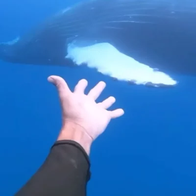 whale-harassing