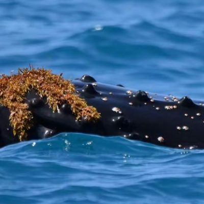 whale_kelp_head